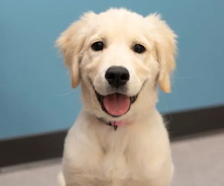 Pets First Veterinary Clinic