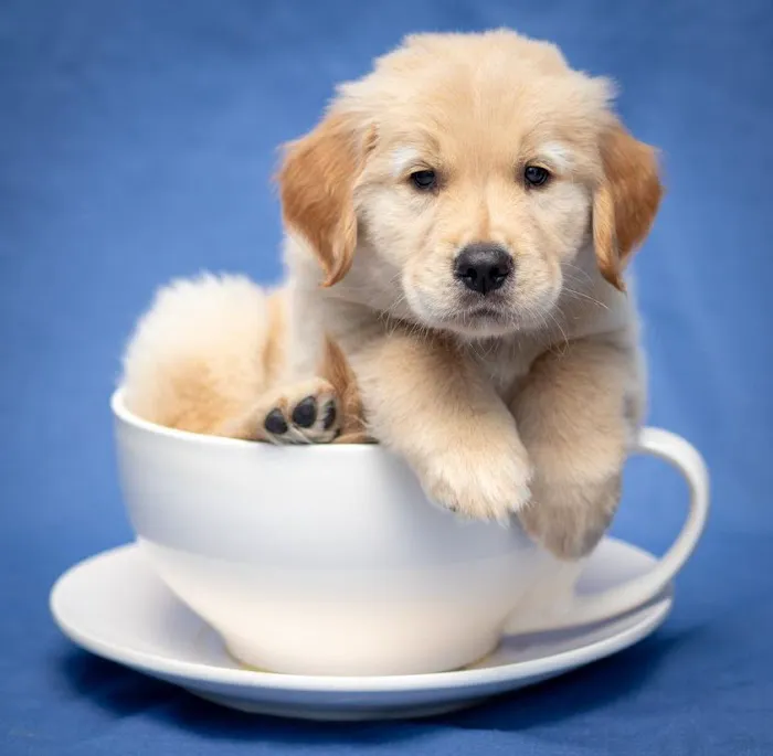 Pets First Veterinary Clinic Picture 2