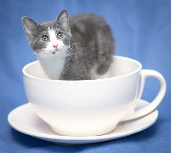 Pets First Veterinary Clinic Picture 4