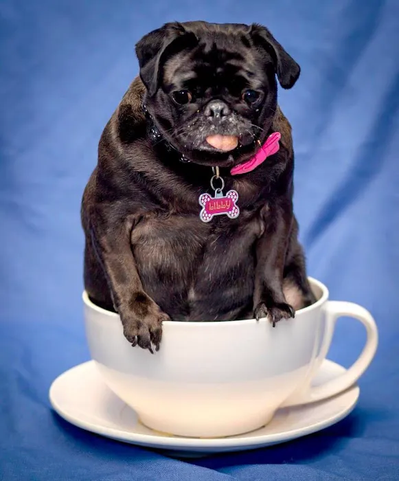 Pets First Veterinary Clinic Picture 10