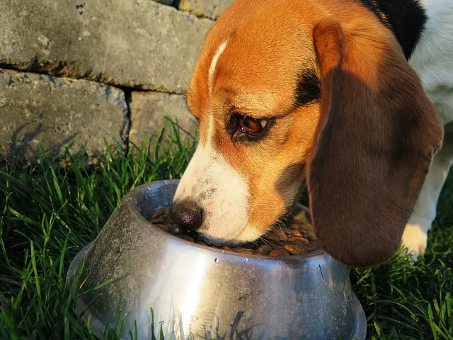 Good Life Veterinary Care Picture 2