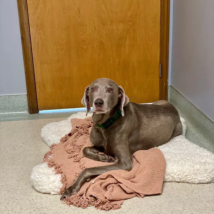 Good Life Veterinary Care Picture 9