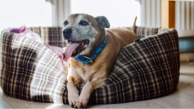 Good Life Veterinary Care Picture 10