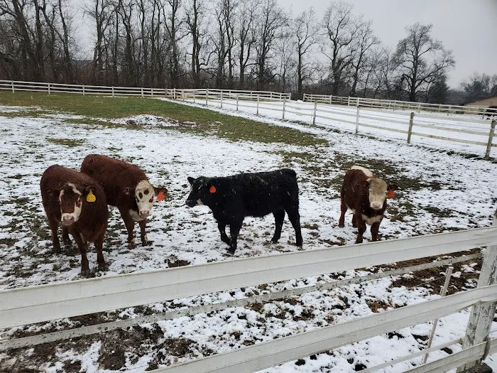 Good Thunder Veterinary Services Picture 2