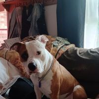 New Carlisle Animal Hospital ico
