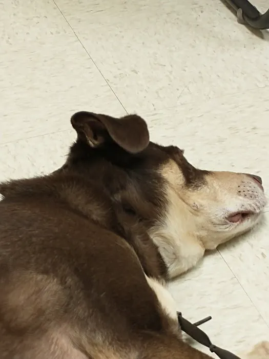Wright-Patterson AFB Veterinarian Services Picture 1