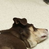 Wright-Patterson AFB Veterinarian Services ico