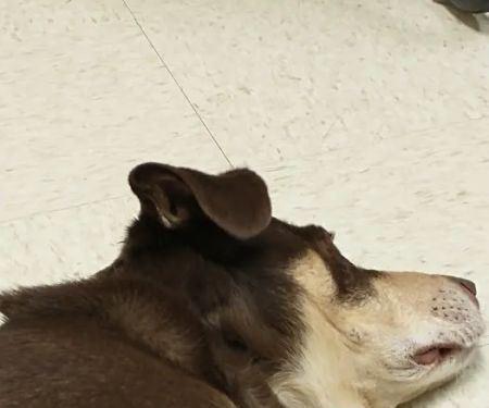 Wright-Patterson AFB Veterinarian Services