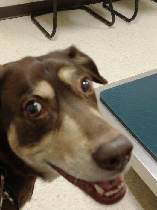 Wright-Patterson AFB Veterinarian Services Picture 5