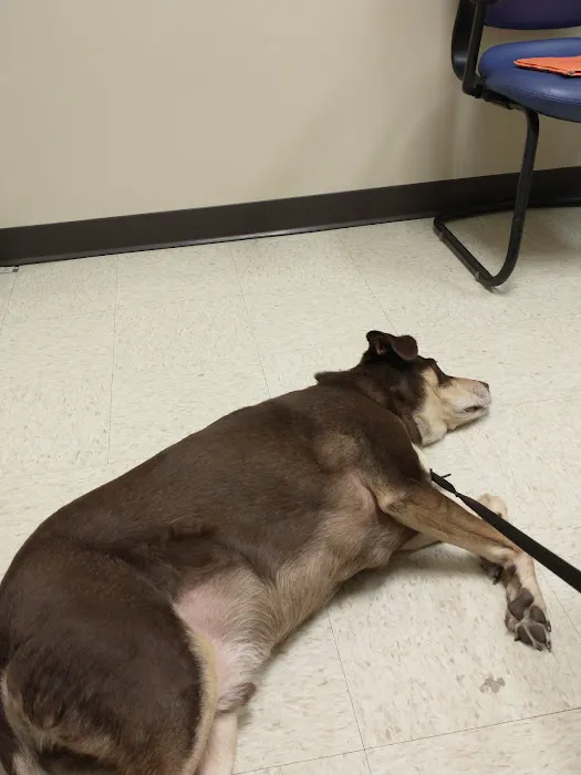 Wright-Patterson AFB Veterinarian Services Picture 3