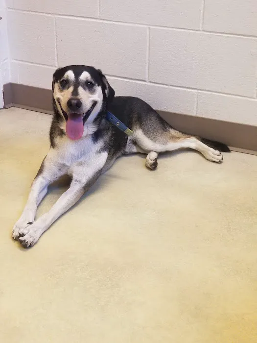 Huber Heights Animal Hospital Picture 1