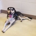 Huber Heights Animal Hospital