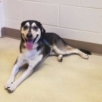 Huber Heights Animal Hospital ico