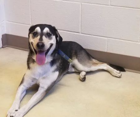Huber Heights Animal Hospital