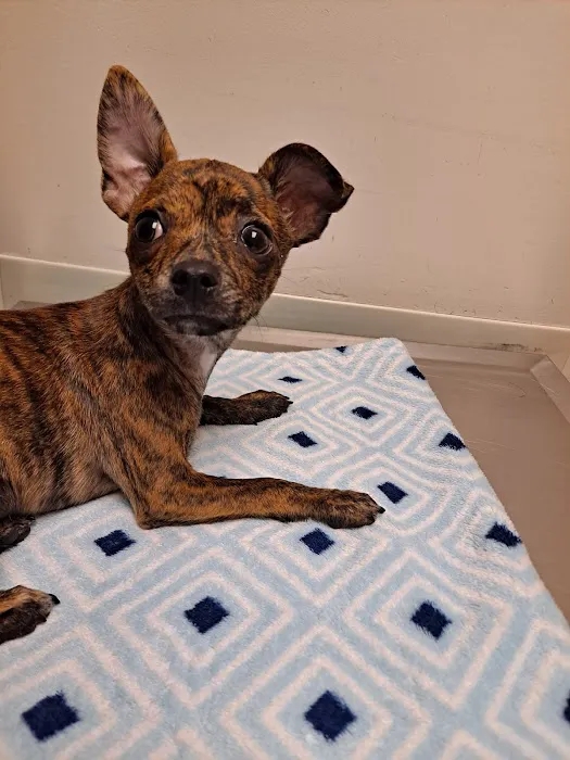 Huber Heights Animal Hospital Picture 2