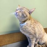 Southgate Veterinary Clinic