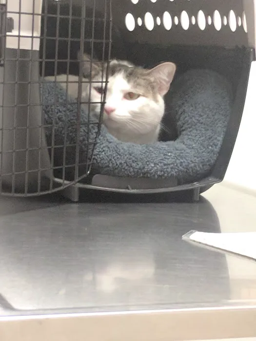 Anderson Hills Animal Care Hospital Picture 2