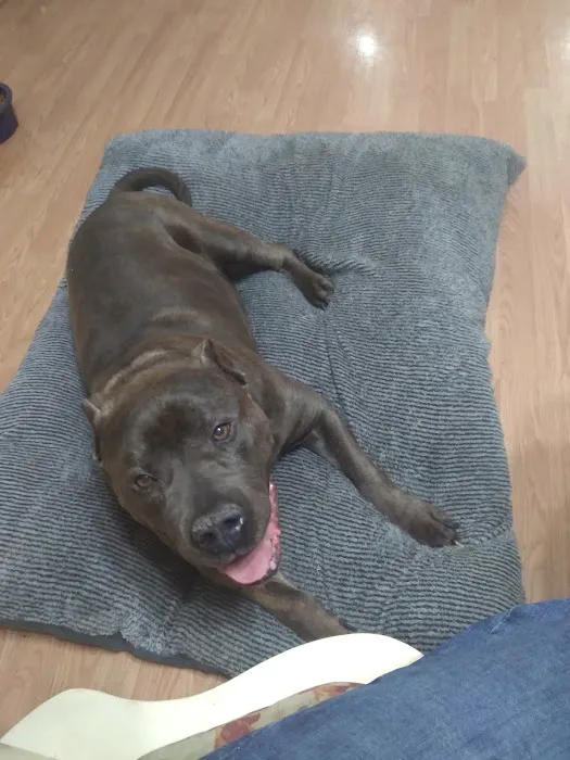 Anderson Hills Animal Care: Mohlman Kathleen E DVM Picture 1
