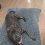 Anderson Hills Animal Care: Mohlman Kathleen E DVM