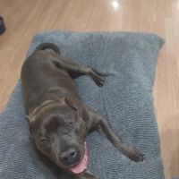 Anderson Hills Animal Care: Mohlman Kathleen E DVM ico