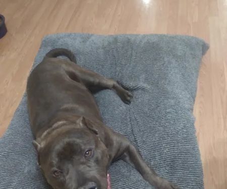 Anderson Hills Animal Care: Mohlman Kathleen E DVM