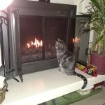 Cincinnati Veterinary Surgical & Wellness Center