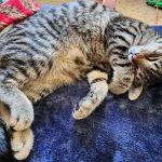 Cherry Grove Animal Hospital