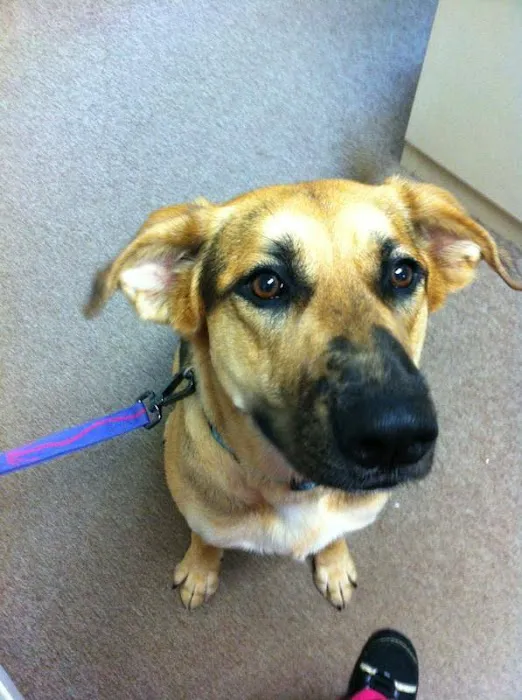 Cherry Grove Animal Hospital Picture 10