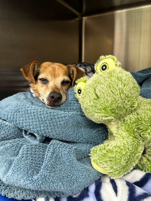 PetVet365 Pet Hospital Cincinnati/Anderson Picture 2