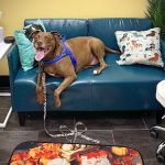 PetVet365 Pet Hospital Cincinnati/Anderson