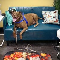 PetVet365 Pet Hospital Cincinnati/Anderson ico