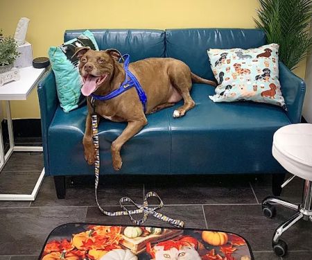 PetVet365 Pet Hospital Cincinnati/Anderson