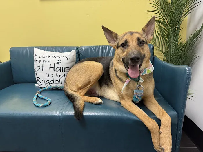 PetVet365 Pet Hospital Cincinnati/Anderson Picture 5