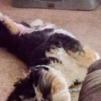 Cincinnati Hills Animal Clinic ico