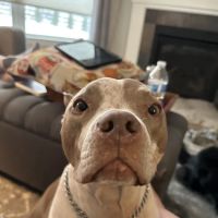 VCA Madeira Animal Hospital ico