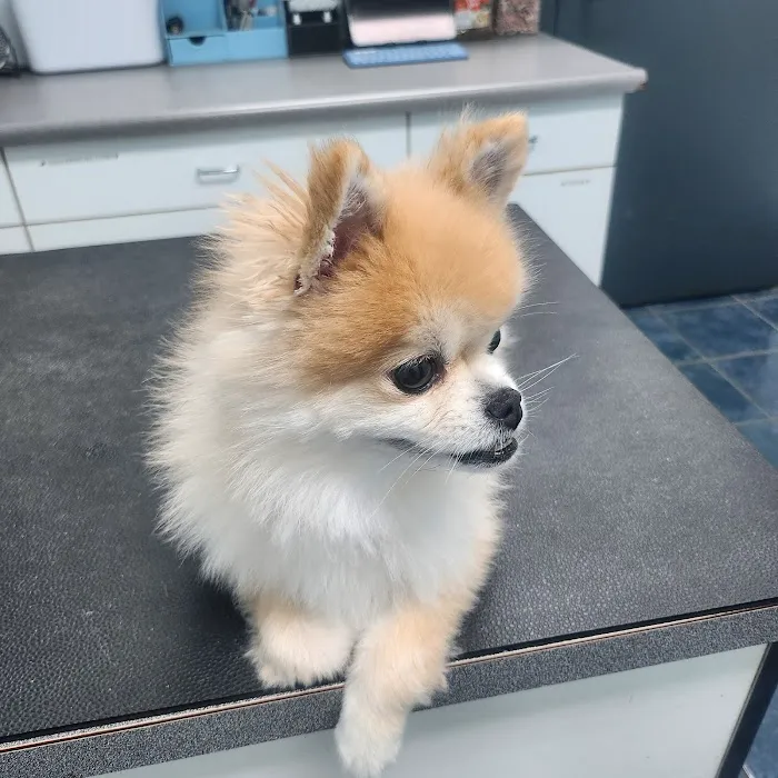 Paws Inn Animal Hospital Picture 1