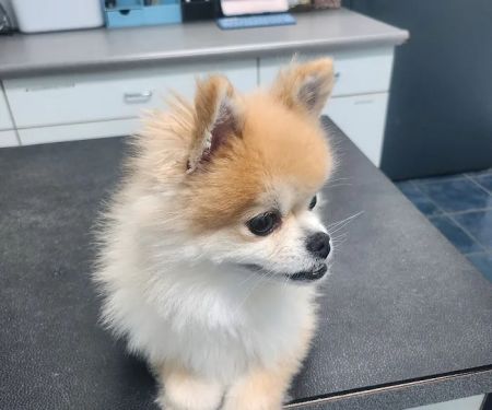 Paws Inn Animal Hospital