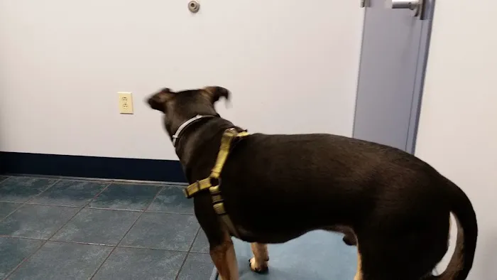Paws Inn Animal Hospital Picture 7
