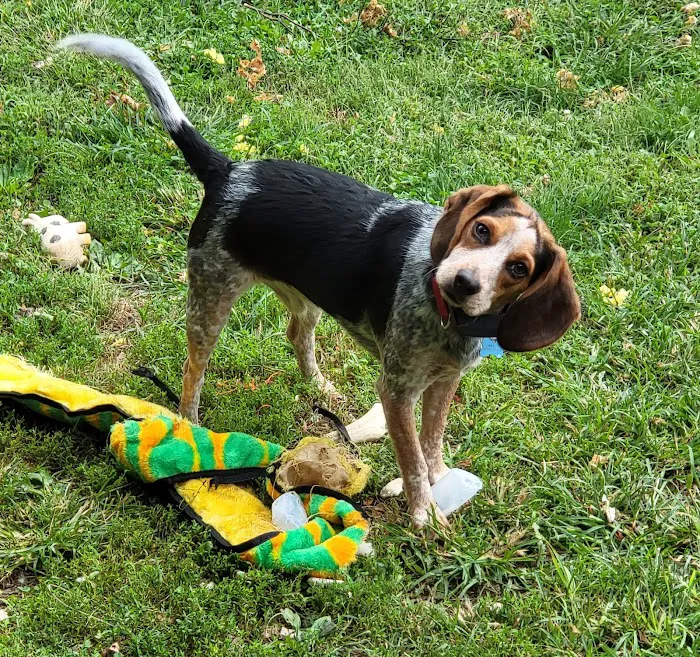 Moore Veterinary Hospital Picture 9