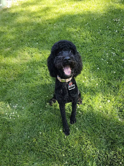 Dog Lady's Pet Camp Picture 1
