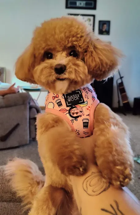 Dog Lady's Pet Camp Picture 2