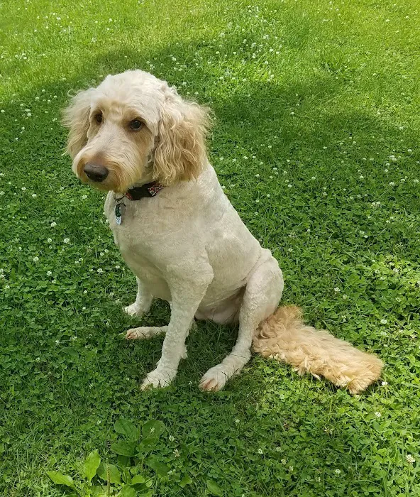 Dog Lady's Pet Camp Picture 4