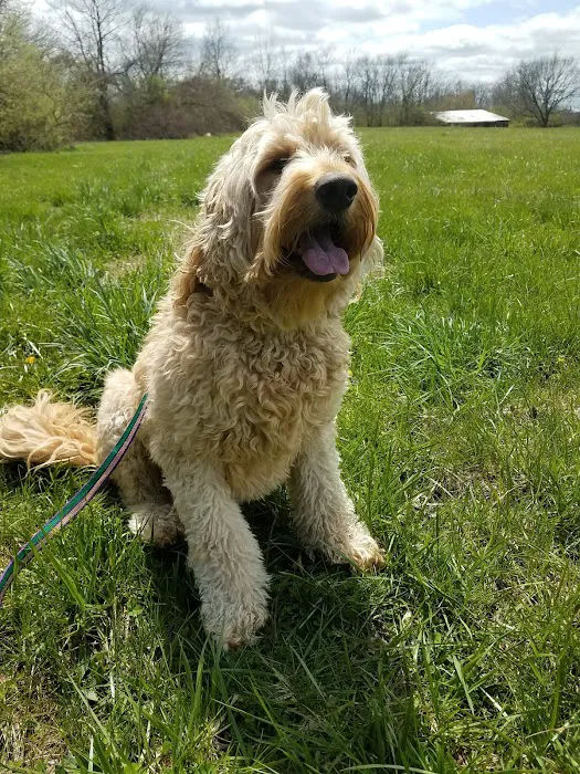 Dog Lady's Pet Camp Picture 5
