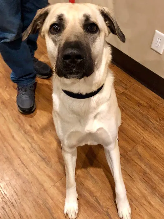 Hunter PetCare Picture 1