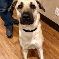 Hunter PetCare ico