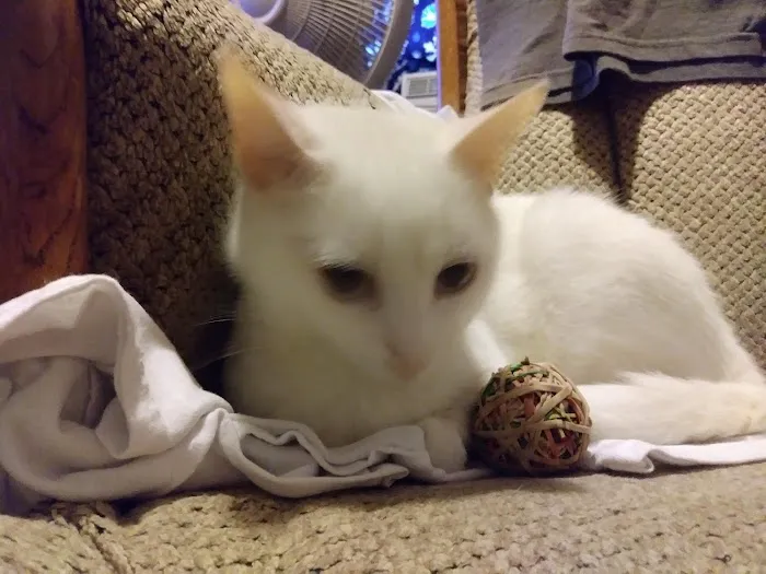 Hunter PetCare Picture 5