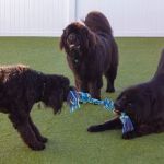 CareVet of Middletown