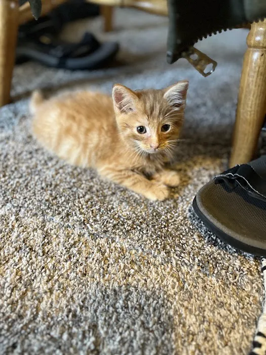 CareVet of Middletown Picture 5