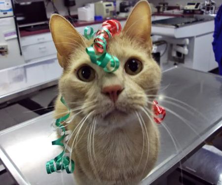 Twin Maples Veterinary Hospital