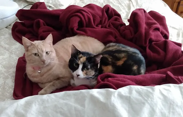 Twin Maples Veterinary Hospital Picture 3